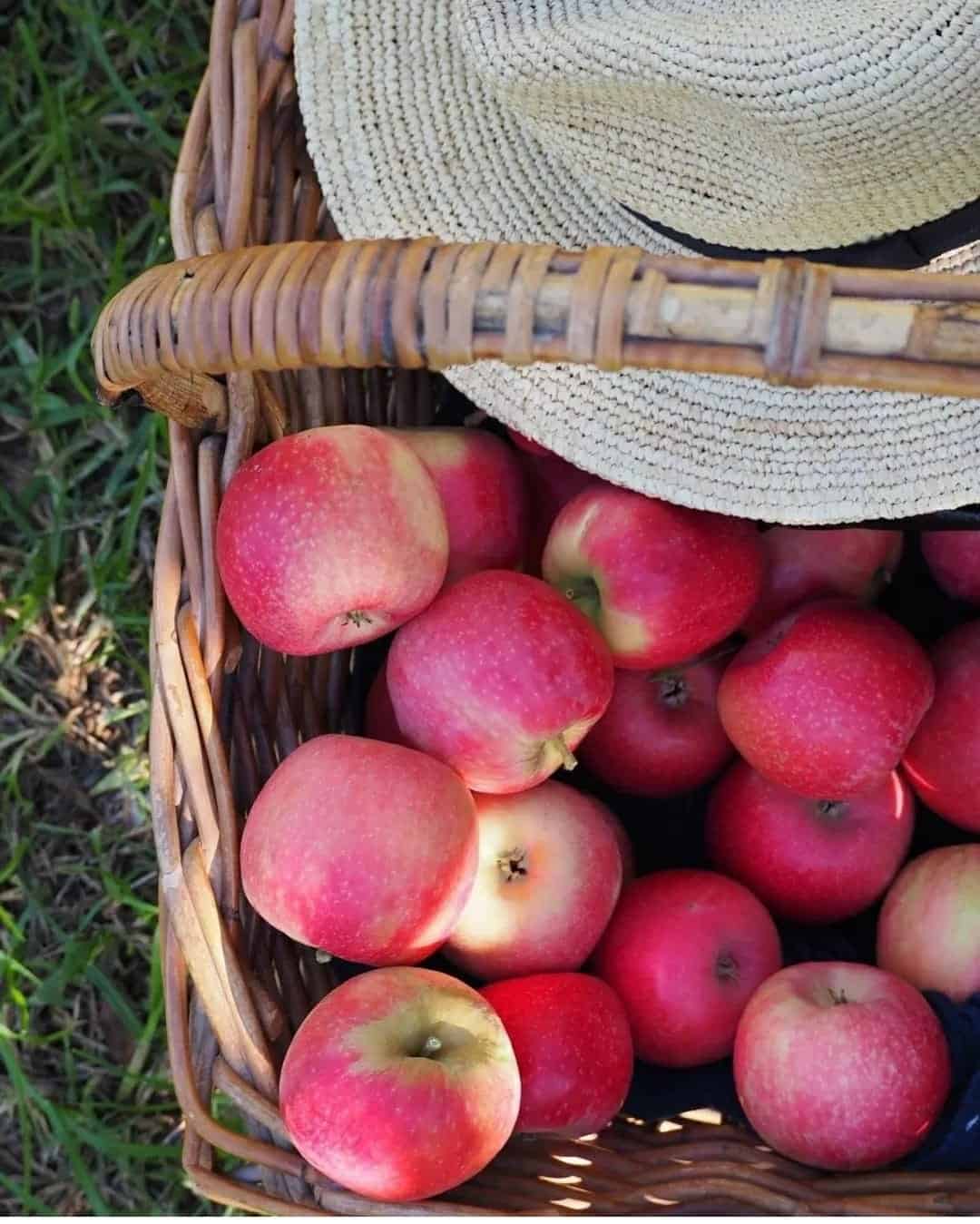 פארק הבוסתן תפוחים