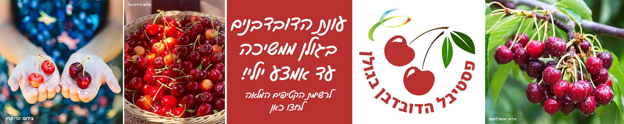 עונת הדובדבנים בגולן ממשיכה עד אמצע יולי